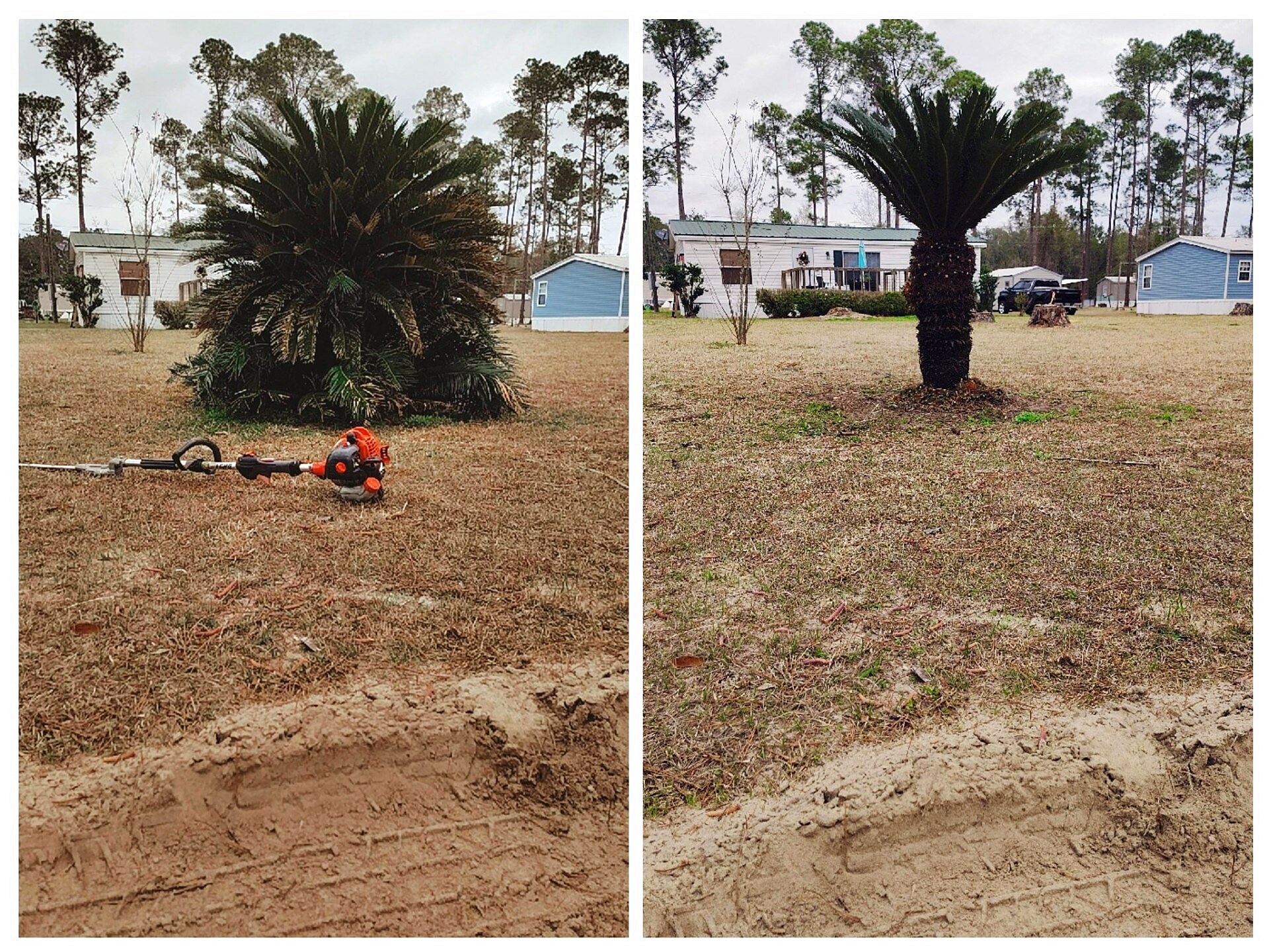 Palm tree trimming — before and after