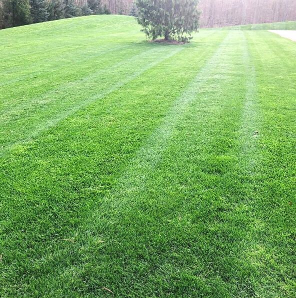 Freshly mowed lawn with crisp mowing stripes